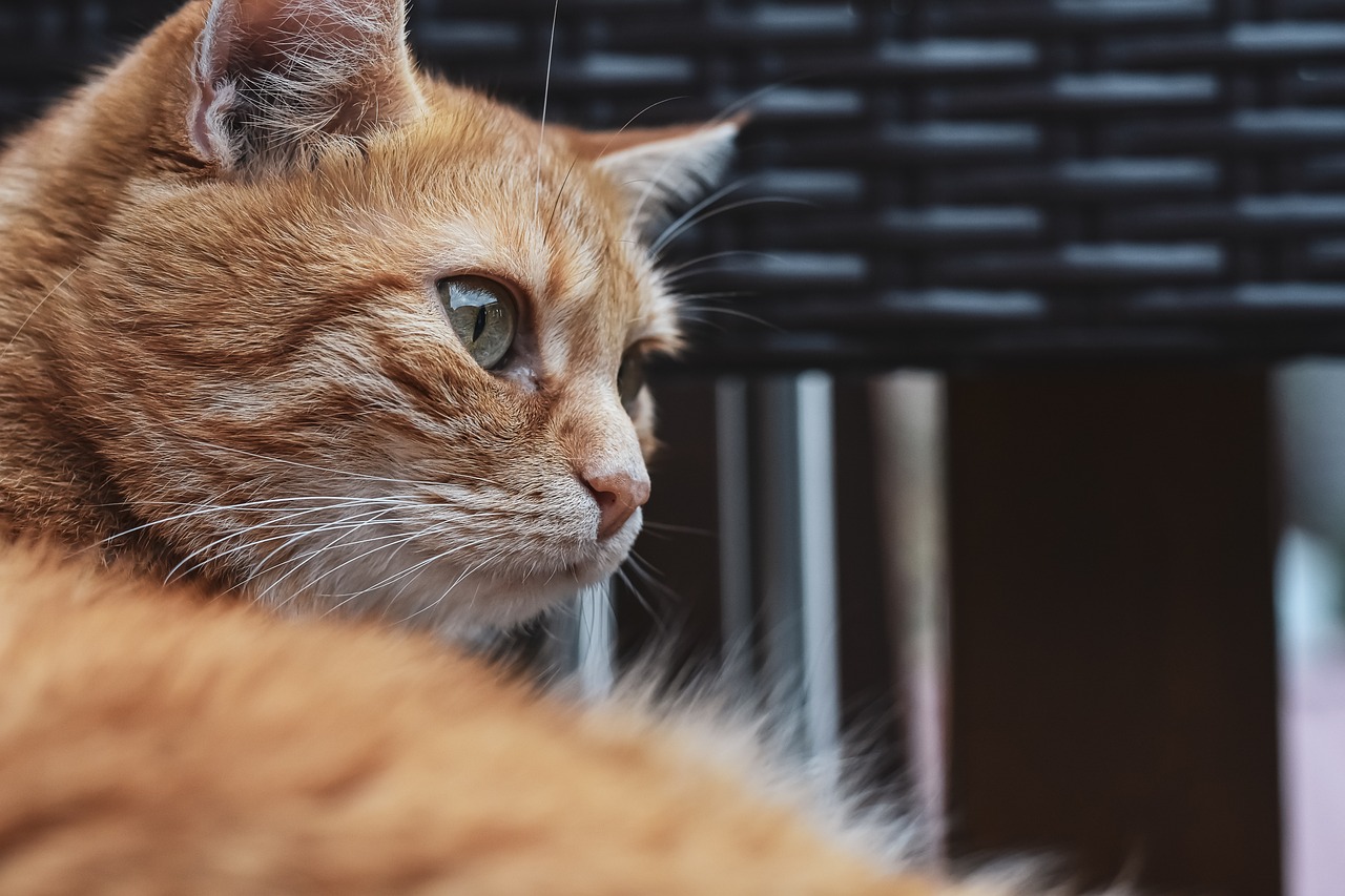 The Playful Nature of the Cornish Rex